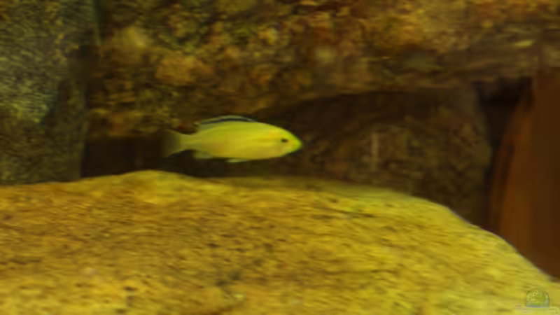 Besatz im Aquarium Becken 5250 von various77 (9)