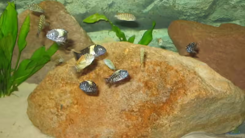 Besatz im Aquarium Becken 5255 von Anja und Ingo Hermes (11)