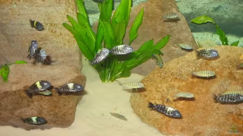 Besatz im Aquarium Becken 5255 von Anja und Ingo Hermes (12)