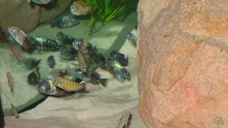 Besatz im Aquarium Becken 5255 von Anja und Ingo Hermes (14)