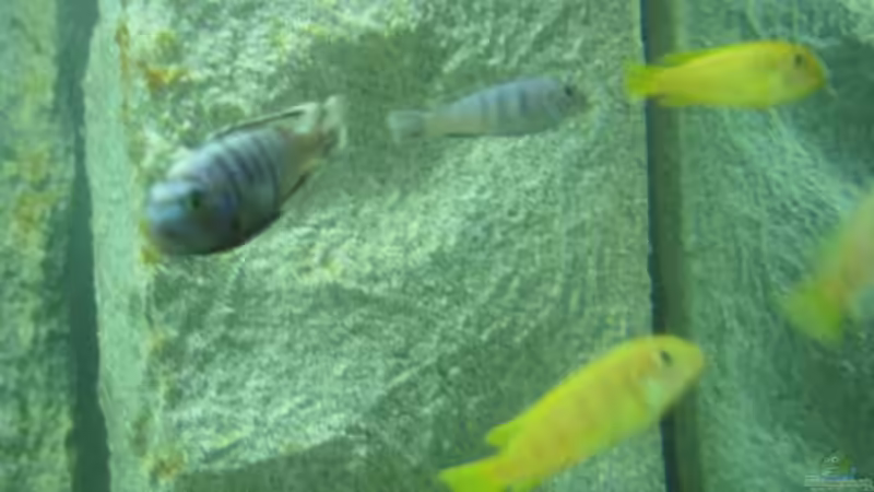 Besatz im Aquarium Becken 527 von Andreas Baller (3)