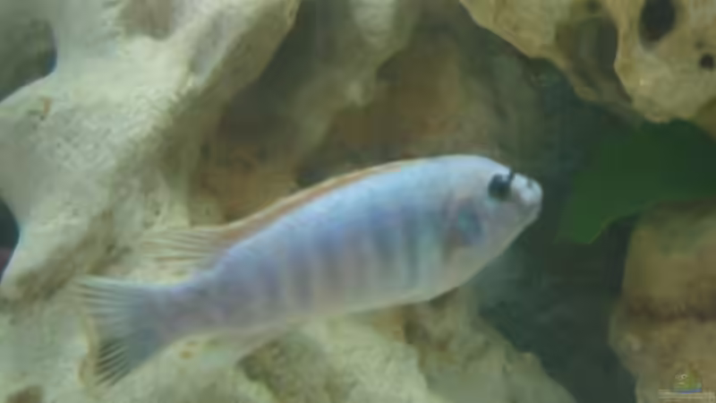 Besatz im Aquarium Becken 527 von Andreas Baller (4)