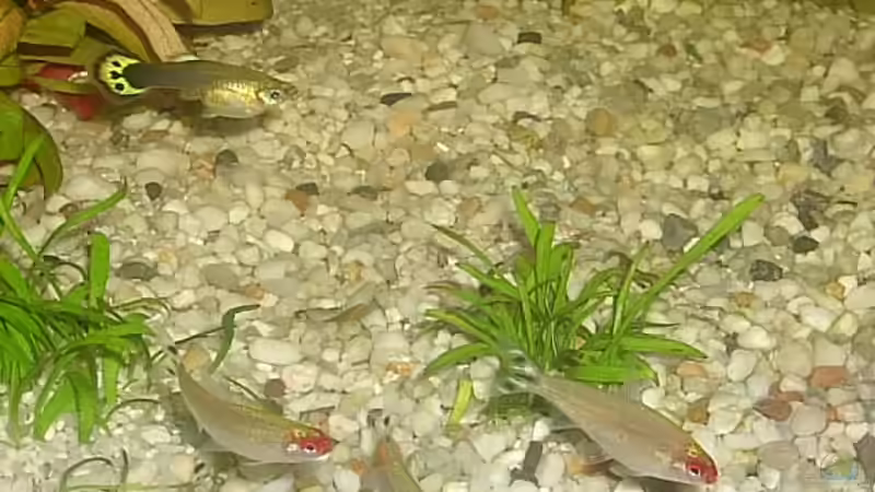 Besatz im Aquarium Becken 5274 von Matthias Schuster (11)