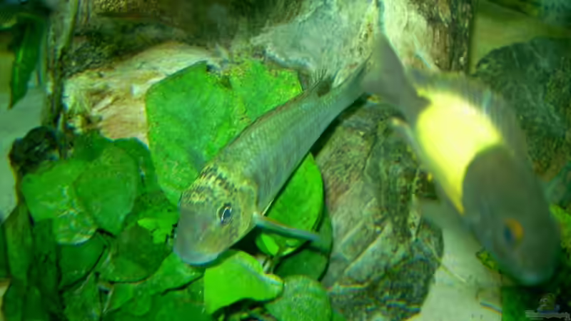 Besatz im Aquarium Becken 5280 von Enrico Pinkert (10)