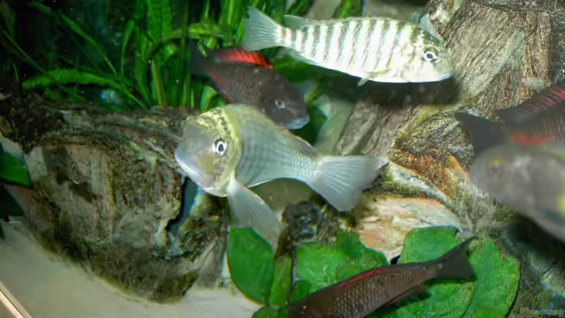 Besatz im Aquarium Becken 5280 von Enrico Pinkert (12)