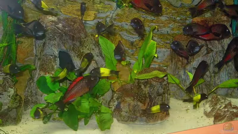 Besatz im Aquarium Becken 5280 von Enrico Pinkert (14)