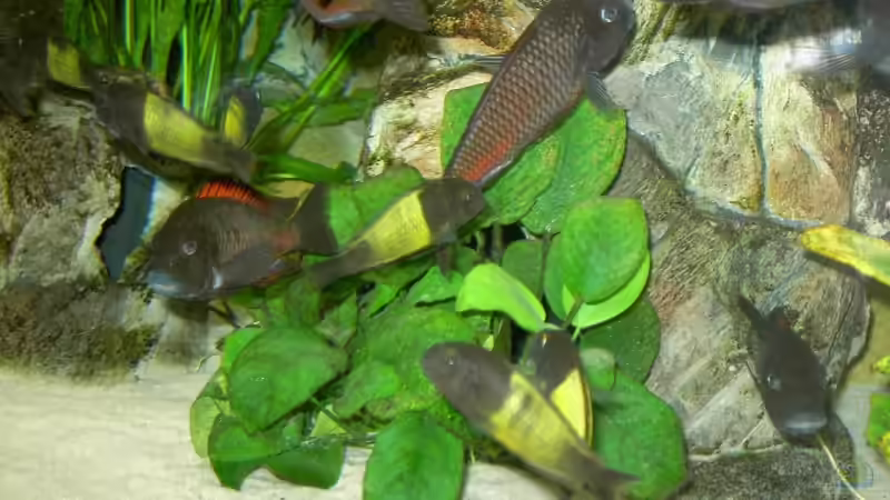 Besatz im Aquarium Becken 5280 von Enrico Pinkert (9)