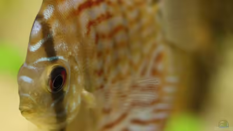 Besatz im Aquarium Becken 5286 von Freddy (6)