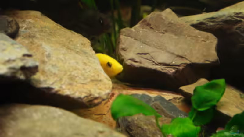 Besatz im Aquarium Becken 53 von Benjamin Heinzel (4)