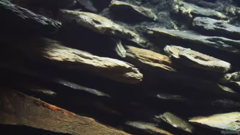 Besatz im Aquarium Becken 53 von Benjamin Heinzel (6)