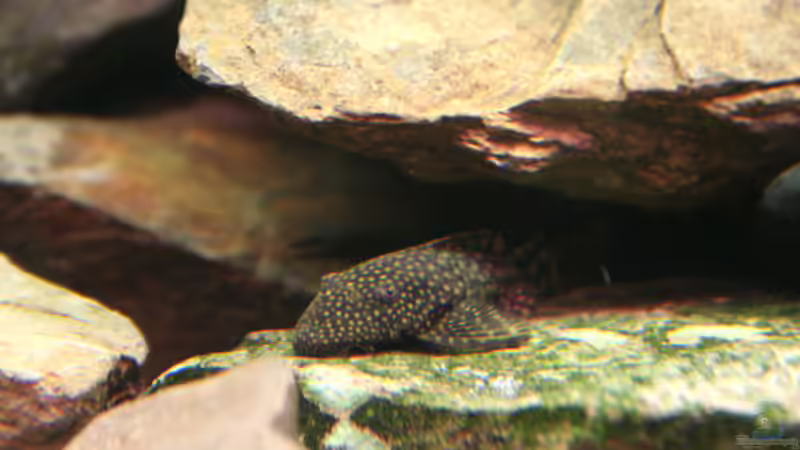 Besatz im Aquarium Becken 53 von Benjamin Heinzel (7)