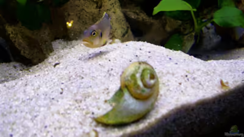 Besatz im Aquarium Becken 53 von Benjamin Heinzel (8)