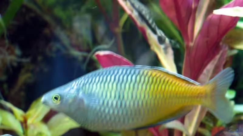 Besatz im Aquarium Becken 5317 von Bernd Willikonsky (9)