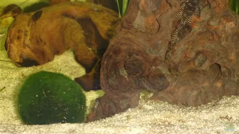 Besatz im Aquarium Becken 5318 von Katrin Günther (7)