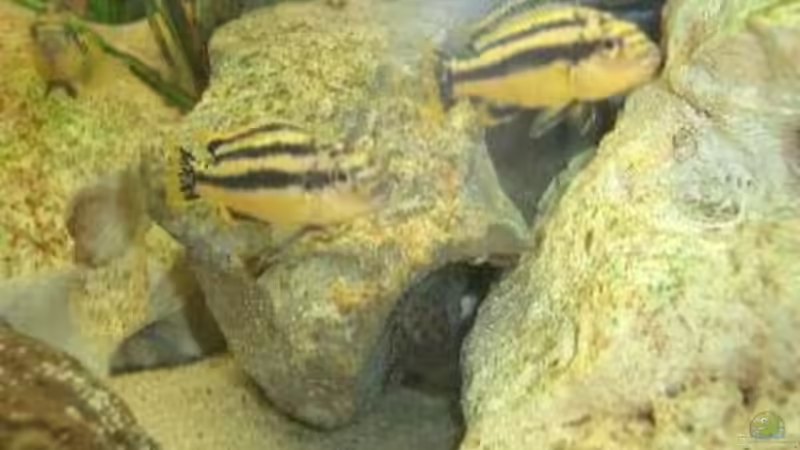 Besatz im Aquarium Becken 532 von Frank Blessing (11)