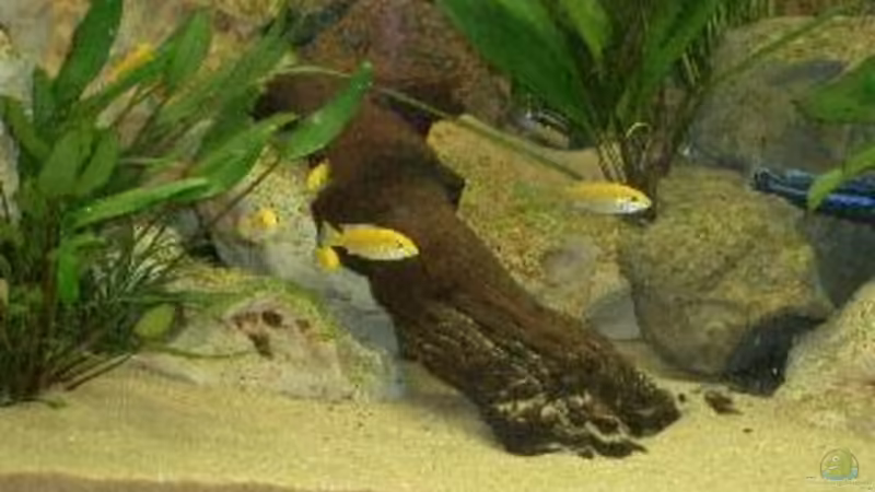 Besatz im Aquarium Becken 532 von Frank Blessing (12)