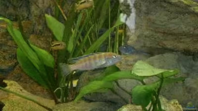 Besatz im Aquarium Becken 532 von Frank Blessing (7)