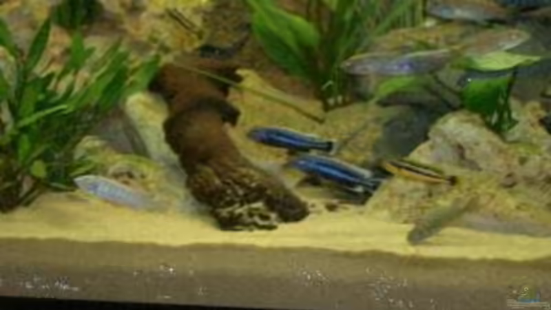 Besatz im Aquarium Becken 532 von Frank Blessing (8)