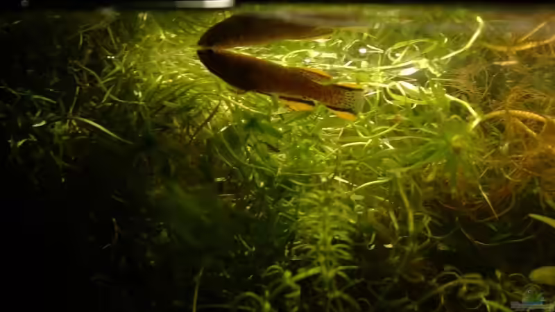 Besatz im Aquarium Becken 5331 von Miriam Burg (5)