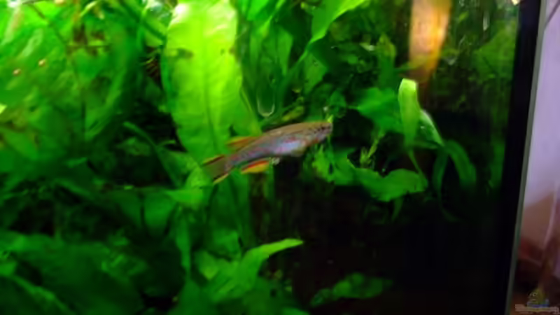 Besatz im Aquarium Becken 5331 von Miriam Burg (7)