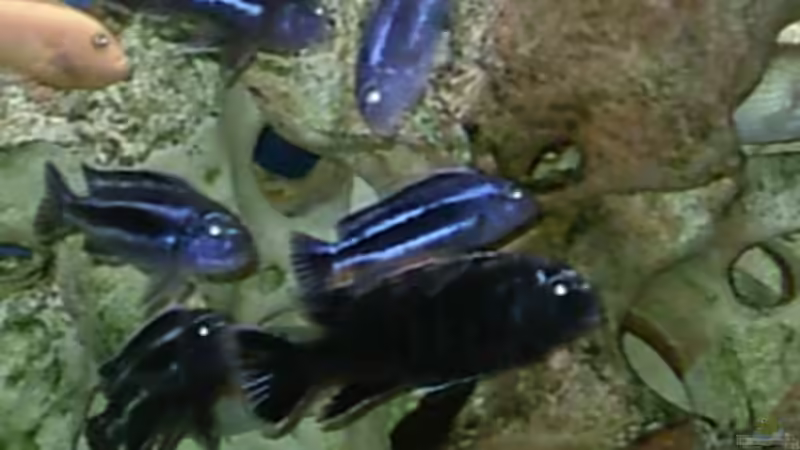 Besatz im Aquarium Becken 534 von Bernd Ramsdorf (12)