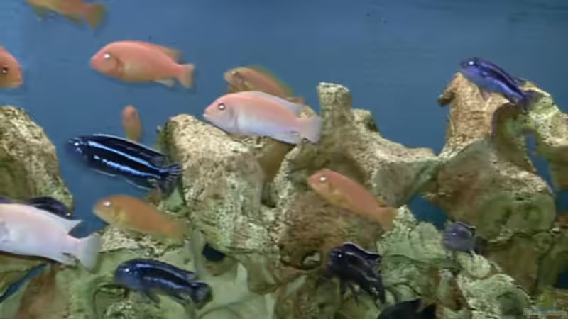 Besatz im Aquarium Becken 534 von Bernd Ramsdorf (13)