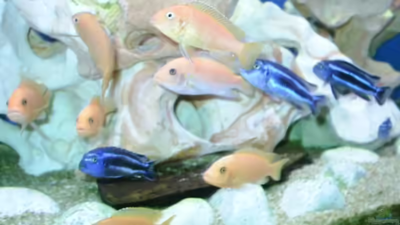 Besatz im Aquarium Becken 534 von Bernd Ramsdorf (14)