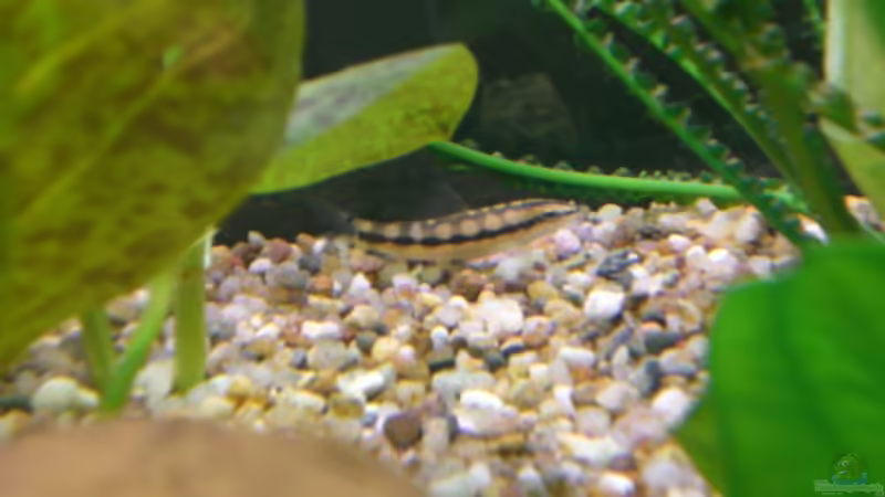 Besatz im Aquarium Becken 5351 von Rene´ Jockwer (18)