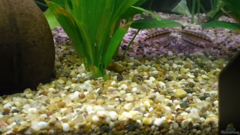 Besatz im Aquarium Becken 5351 von Rene´ Jockwer (20)