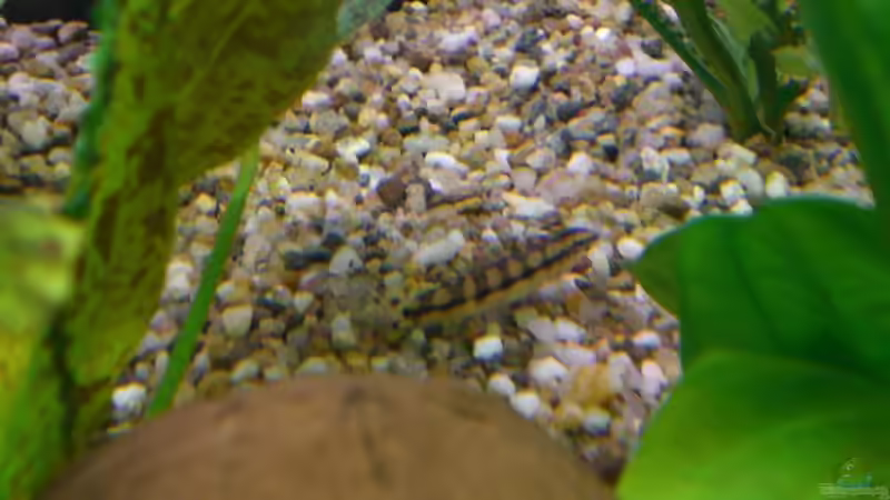 Besatz im Aquarium Becken 5351 von Rene´ Jockwer (21)