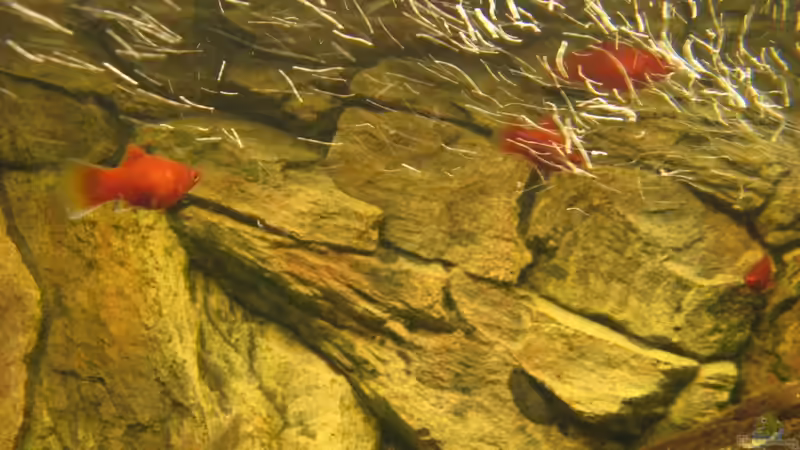 Besatz im Aquarium Becken 5357 von Lazy (3)