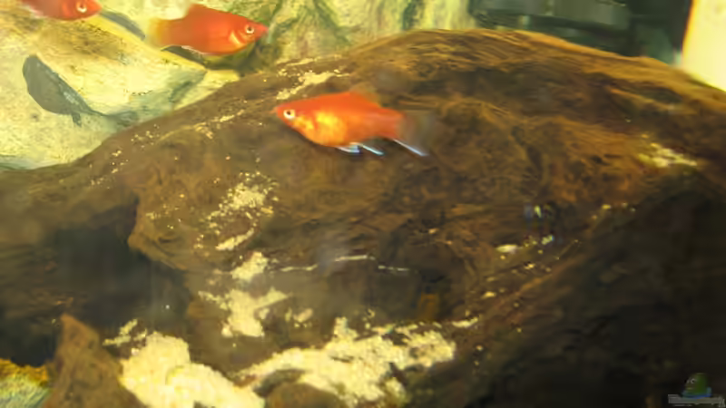 Besatz im Aquarium Becken 5357 von Lazy (4)