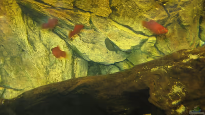Besatz im Aquarium Becken 5357 von Lazy (6)