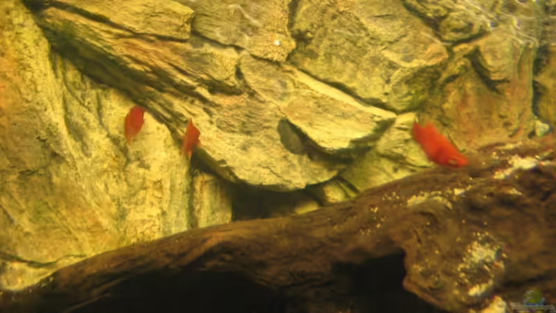 Besatz im Aquarium Becken 5357 von Lazy (7)