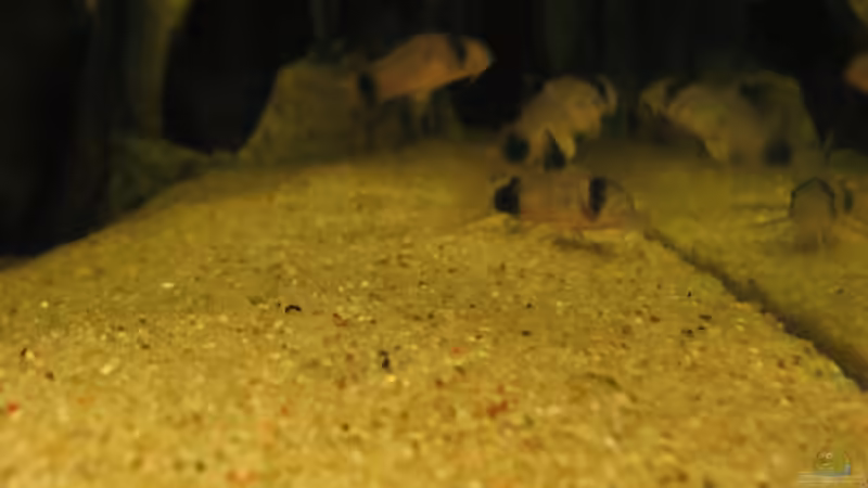 Besatz im Aquarium Becken 5357 von Lazy (8)