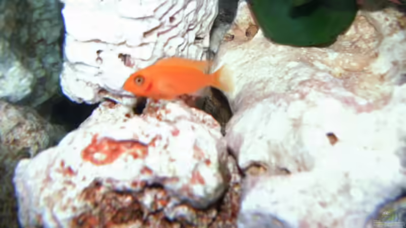 Besatz im Aquarium Becken 5371 von Danny Mietzsch (16)