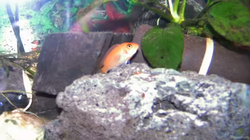 Besatz im Aquarium Becken 5371 von Danny Mietzsch (17)