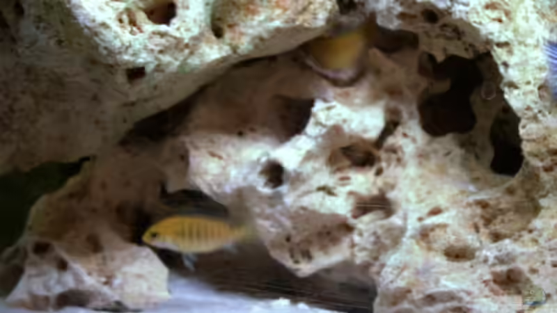 Besatz im Aquarium Becken 5371 von Danny Mietzsch (18)