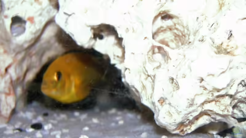 Besatz im Aquarium Becken 5371 von Danny Mietzsch (20)