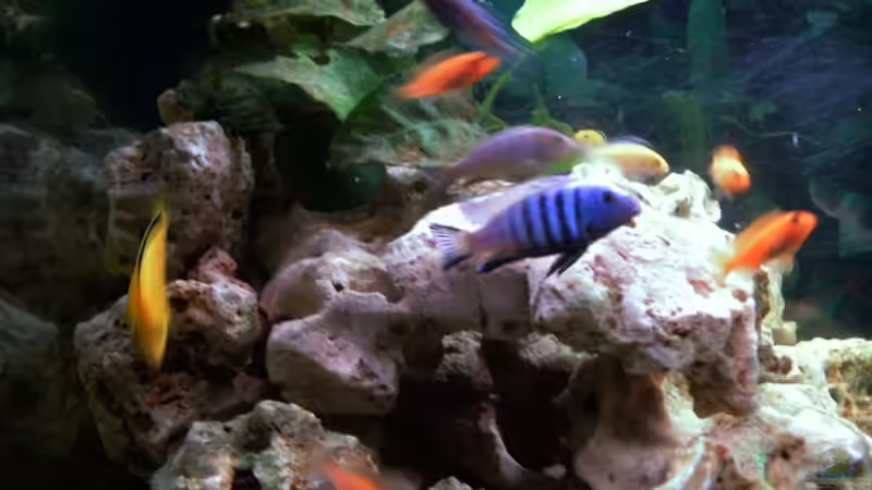 Besatz im Aquarium Becken 5371 von Danny Mietzsch (21)