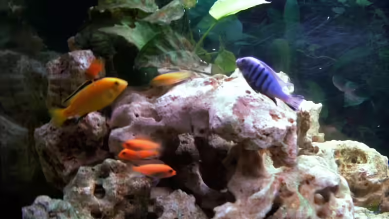 Besatz im Aquarium Becken 5371 von Danny Mietzsch (22)