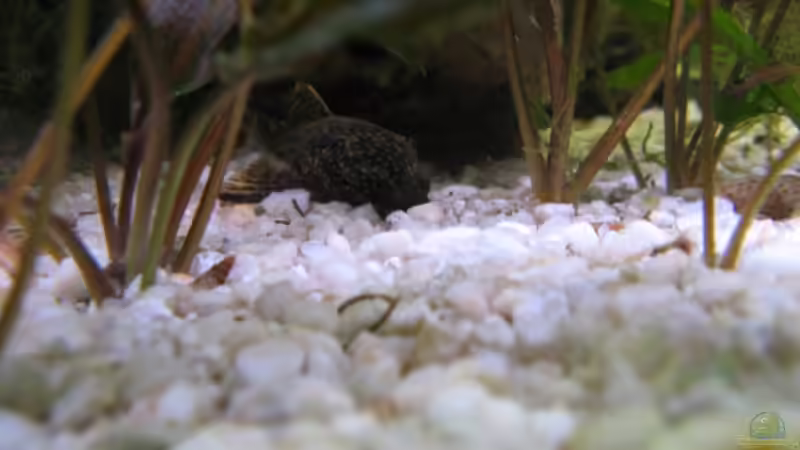 Besatz im Aquarium Becken 5389 von Jasi (10)