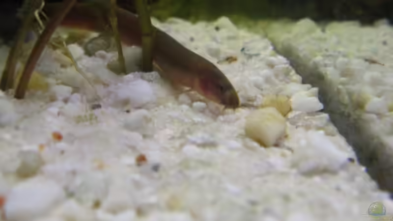 Besatz im Aquarium Becken 5389 von Jasi (11)