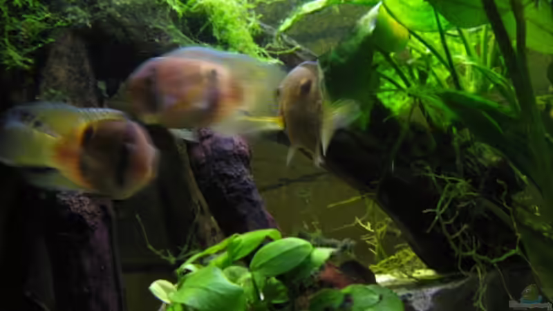 Besatz im Aquarium Becken 5389 von Jasi (6)