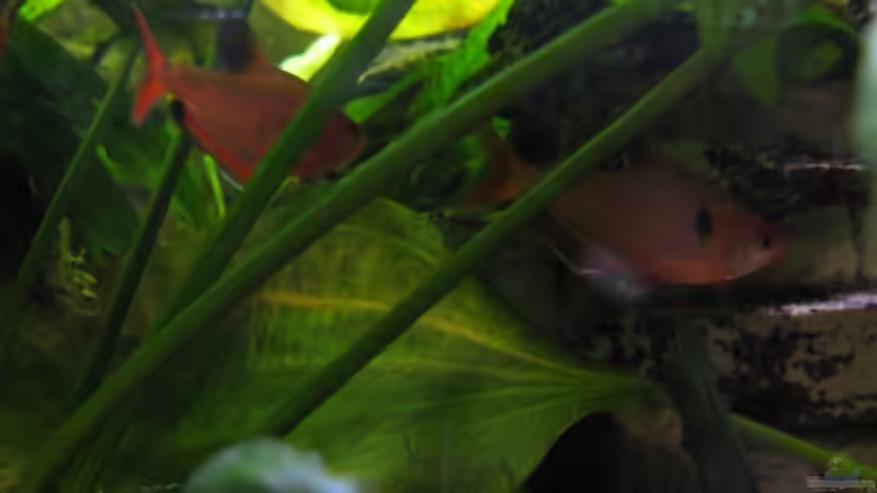 Besatz im Aquarium Becken 5389 von Jasi (8)