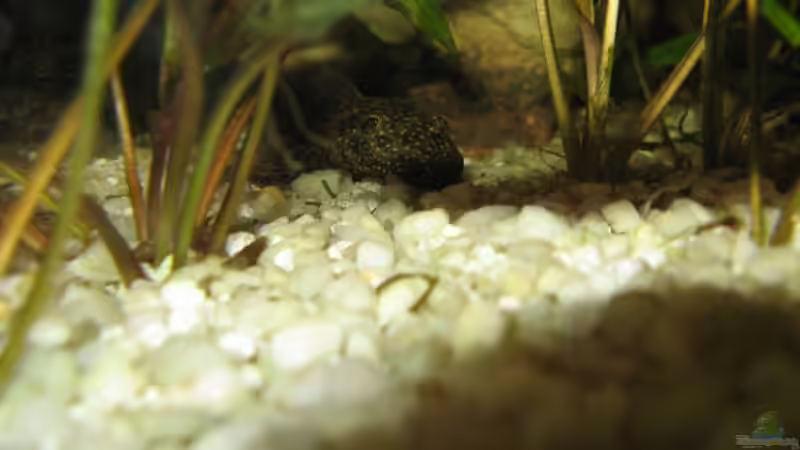 Besatz im Aquarium Becken 5389 von Jasi (9)