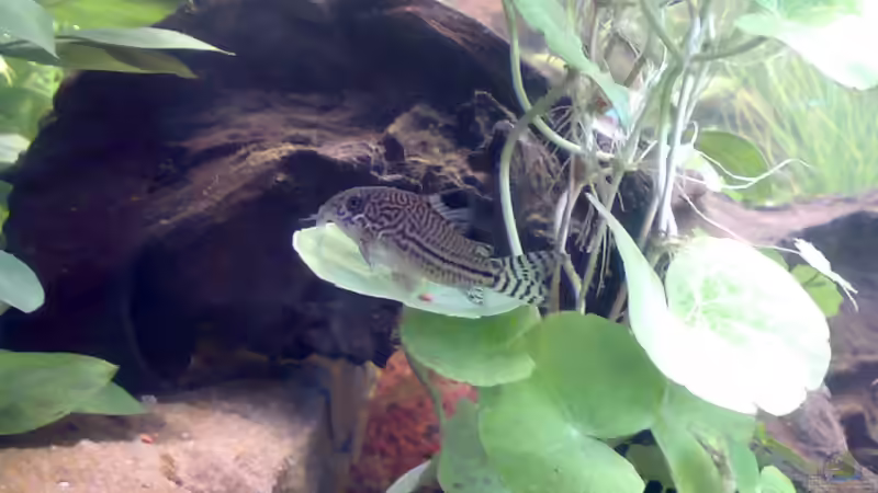 Besatz im Aquarium Becken 5395 von Gerwin Jansen (13)