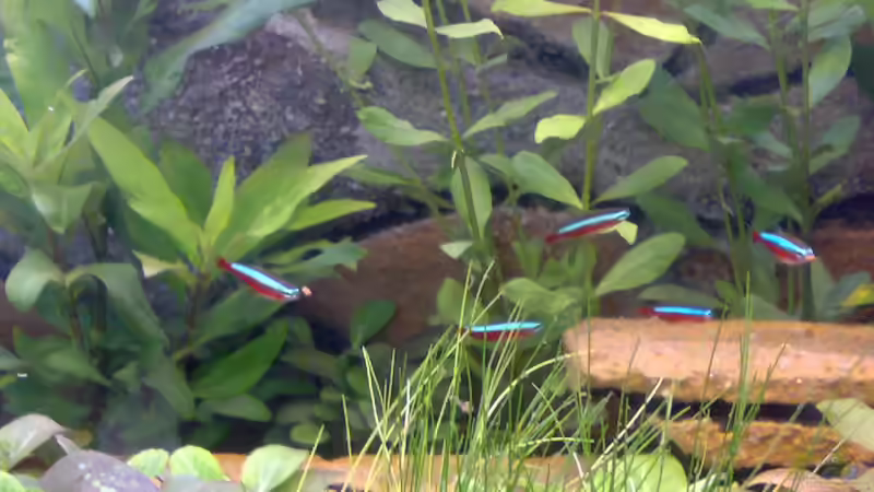 Besatz im Aquarium Becken 5395 von Gerwin Jansen (14)