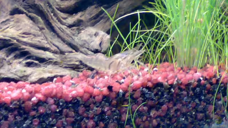 Besatz im Aquarium Becken 5395 von Gerwin Jansen (15)