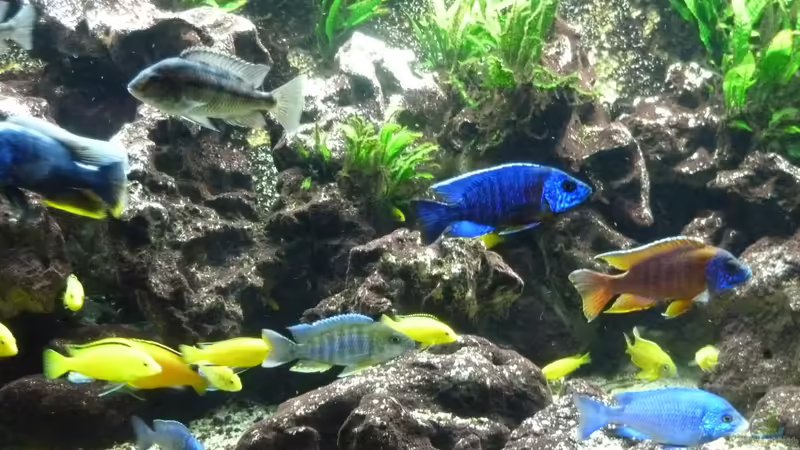 Besatz im Aquarium Becken 5401 von Aquaman (18)